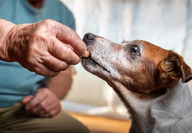 Senior Pet Owners & Support: Vet Approved Guide 2025 🐶