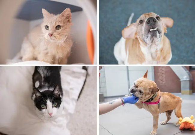 How to Care for Aging Dogs and Cats Like a Vet