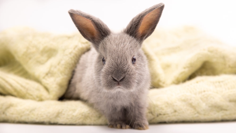 Senior Rabbit Care: How to Keep Your Rabbit Comfortable