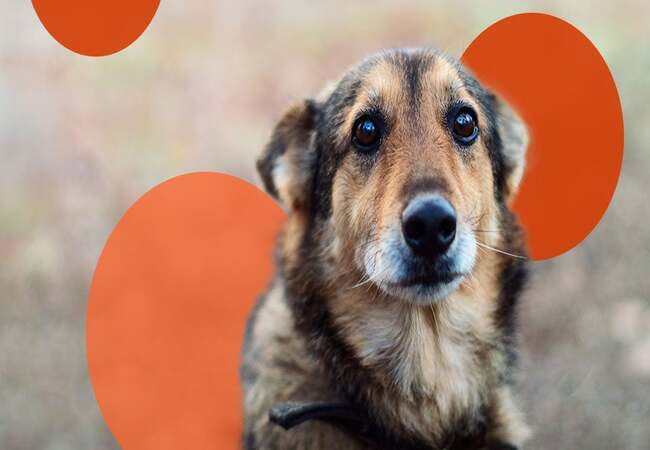 Separation Anxiety in Dogs: Veterinary Solutions & Care Guide 2025 🐶🩺🐾