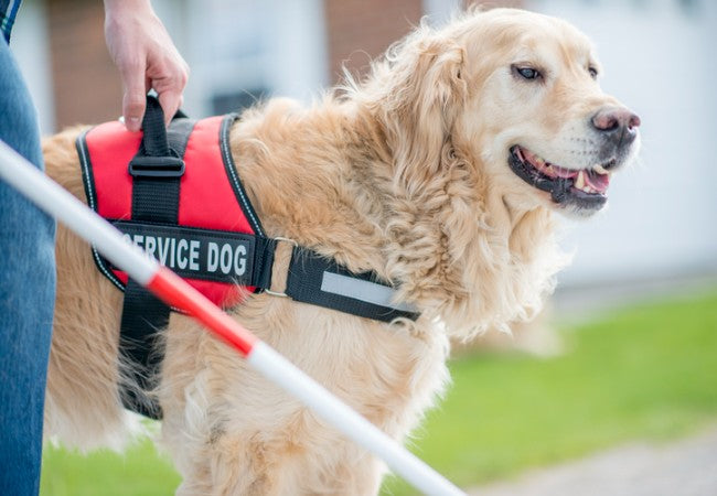 Service Dogs 101: A Vet Approved Guide to Roles, Training & Legal Rights in 2025 🐶🐾