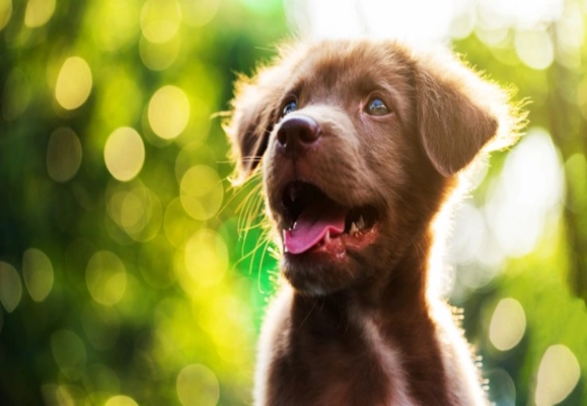 Shaking Puppy Syndrome 2025: Vet Reviewed Guide to Diagnosis, Care & Hopeful Outcomes 🐶
