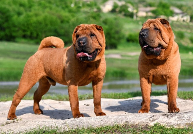 Shar Pei 2025 Guide: Wrinkles, Care, Training, Health & Ideal Owner Match 🐶