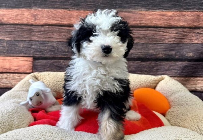Sheepadoodle Guide 2025: Vet-Approved Fluffy Family Hug 🐶✅🐾
