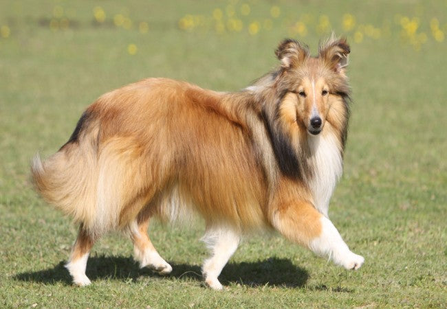 Shetland Sheepdog Guide 2025: Vet Approved Feisty “Mini-Collie” ✅🐾