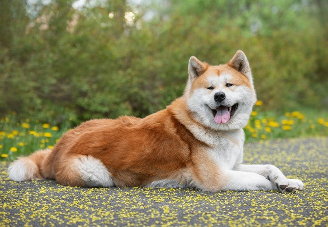 Shiba Inu Guide 2025: Vet Approved Independent “Fox Dog” ✅🐕