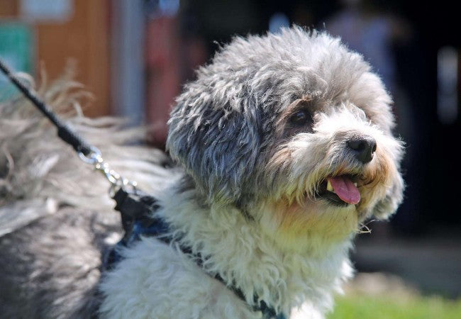 Shichon Guide 2025: Vet Approved “Teddy Bear” Playful Companion ✅🐶