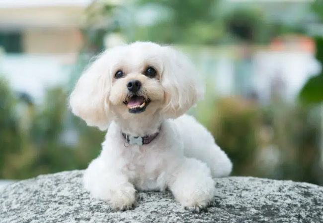 Shih-Poo Guide 2025: Vet Approved Cuddly “Teddy-Bear” Companion ✅🐕