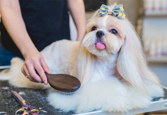 Shih Tzu Guide 2025: Regal “Lion Dog” & Loyal Lap Companion 🦁🐶