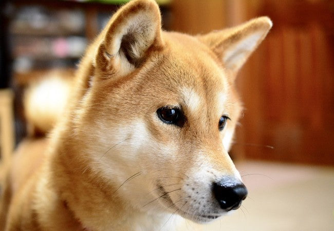 Shikoku Inu Guide 2025: Vet Approved Japan’s Loyal Agile Companion ✅🐺