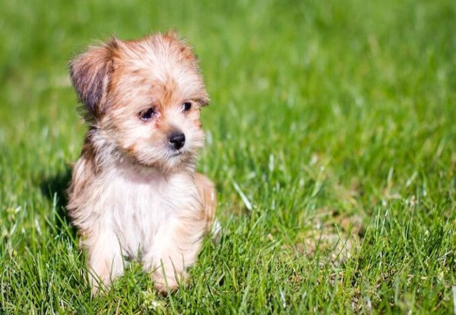 Shorkie Guide 2025: Vet Approved Tiny Terrier-Shih Tzu Mix ✅🐾