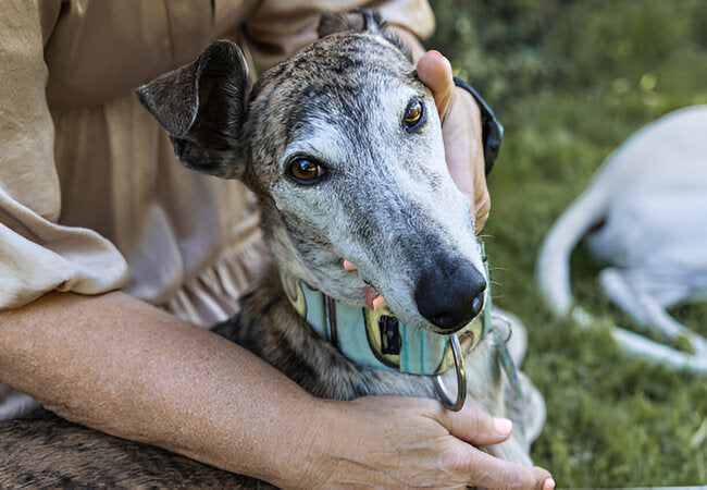 Greyhound Adoption Guide: 2025 Vet-Approved Care Insights 🐕🏡