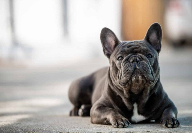 Should I Buy a French Bulldog in 2025? Vet Advice on Health, Ethics & Alternatives🐾