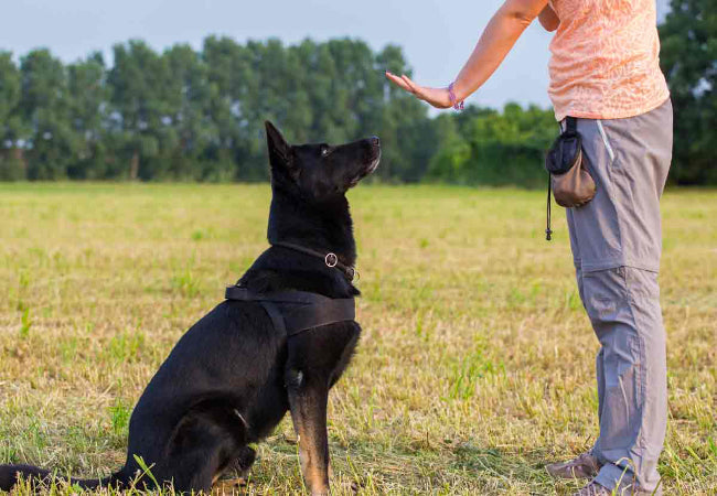 Should I Use a Cue for Everything? Vet Guide to When Less Is More in Dog Training✨