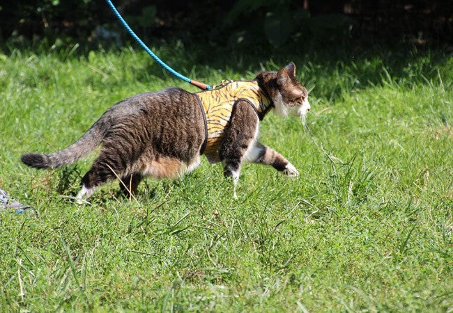 Should I Walk My Cat in 2025? Vet Tips on Harness Training, Safety & Enrichment🐾
