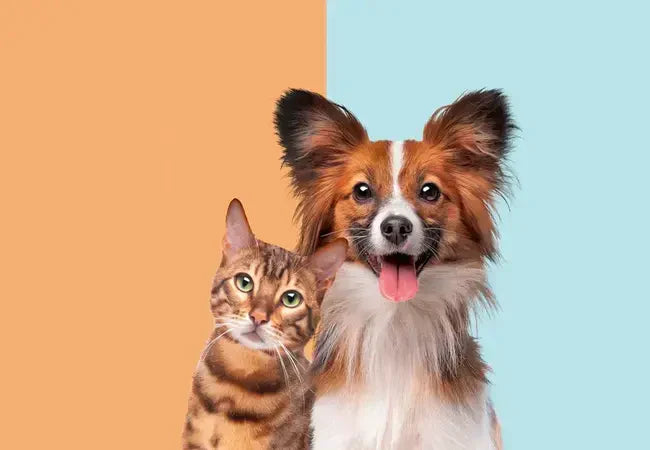 Pet Clinical Trials: 2025 Vet-Approved Guide to Risks & Benefits 🐕🔬