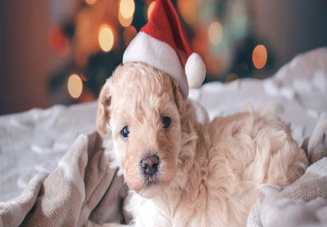 Should You Give a Pet as a Christmas Gift? A 2025 Vet-Approved Guide🩺🐶
