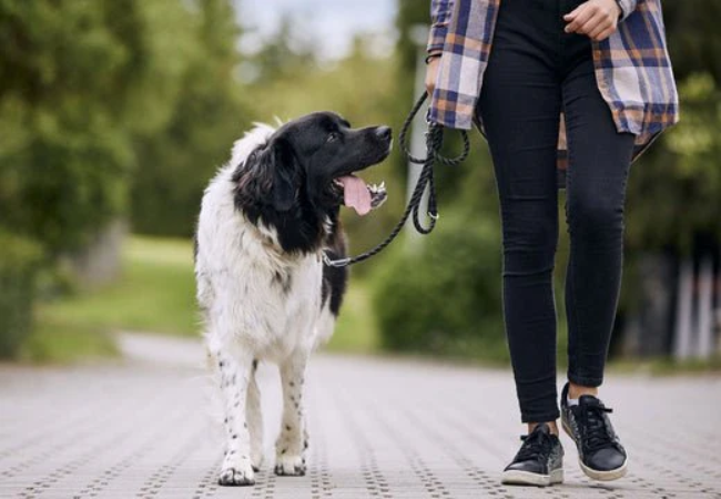 Should Your Dog Join a Health Club? A Vet Approved Guide for 2025 🏋️‍♂️🐶