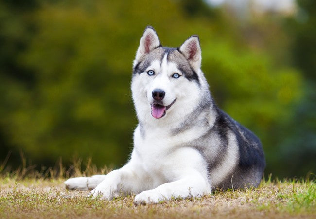 Siberian Husky Guide 2025: Vet Approved Adventurous “Wolf-Spirit” ✅🐺