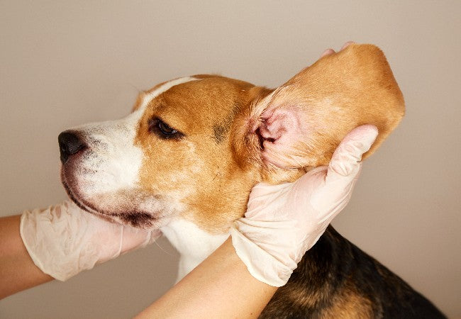 Signs Your Dog Has an Ear Infection 2025 Vet Guide to Spot & Treat 🐾