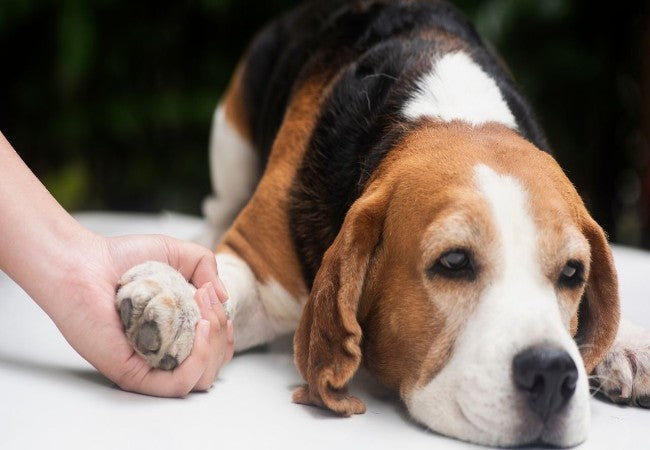 Signs a Dog Is Dying – 2025 Vet Guidance for End of Life Care 💔🐶