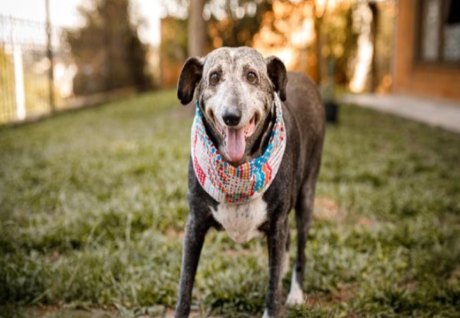 Signs a Dog Is Nearing the End of Life with CHF in 2025 Vet Guidance 🐶❤️