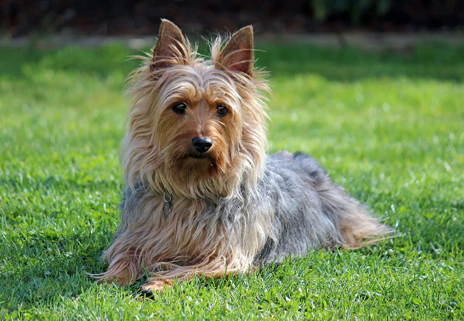 Silky Terrier Guide 2025: Vet Approved Elegant Aussie Toy Terrier 🐶