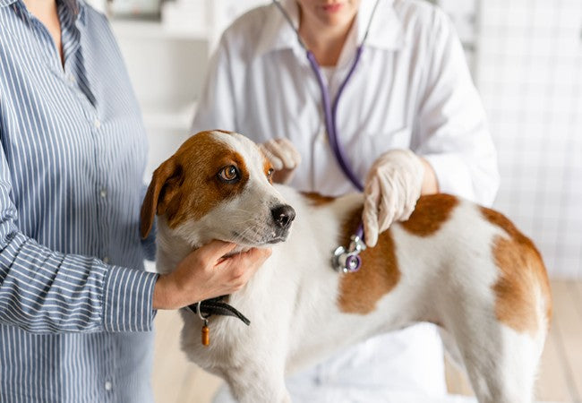 Sinus Arrest & Sinoatrial Block in Dogs: A 2025 Vet-Approved Guide to Causes, Symptoms & Treatment🐶❤️
