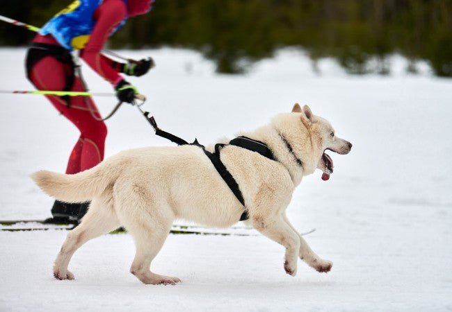 Skijoring with Dogs: A Vet Approved Guide for 2025 ❄️🐾