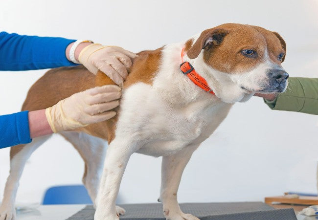 Skin Tags in Dogs 2025: Vet Reviewed Guide to Recognition, Care & Removal 🐾