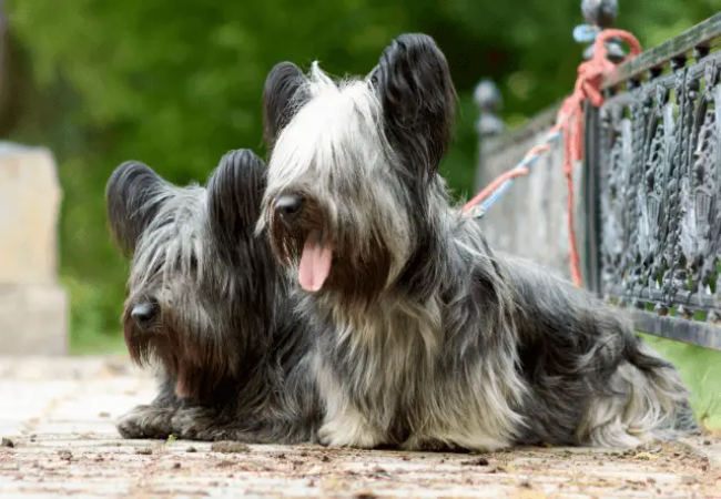 Skye Terrier Guide 2025: Vet Approved Loyal & Regal Isle Companion 🏔️🐾
