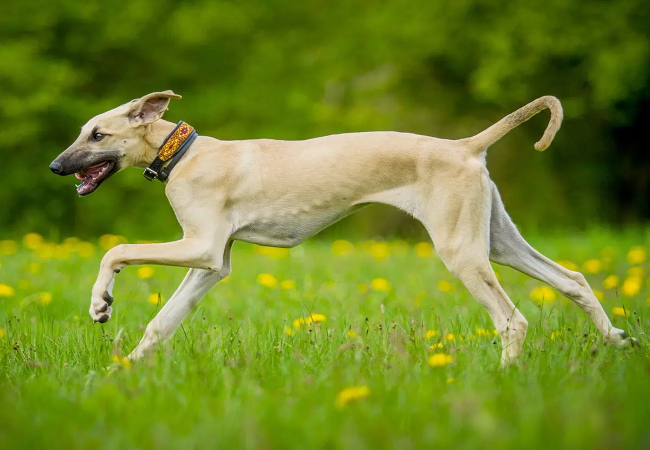 Sloughi Guide 2025: Vet-Approved Arabian Greyhound 🐶🌍