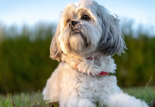 Small Dog Breeds in 2025: Vet Approved Guide to Choosing & Caring for Little Companions🐾