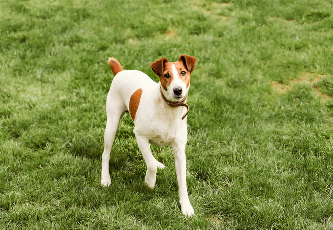 Smooth Fox Terrier Guide 2025: Vet-Approved Care for Bold Family Dogs 🐕✨