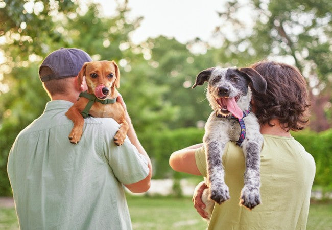 Socializing a Puppy Without the Dog Park: Vet’s Step by Step Plan