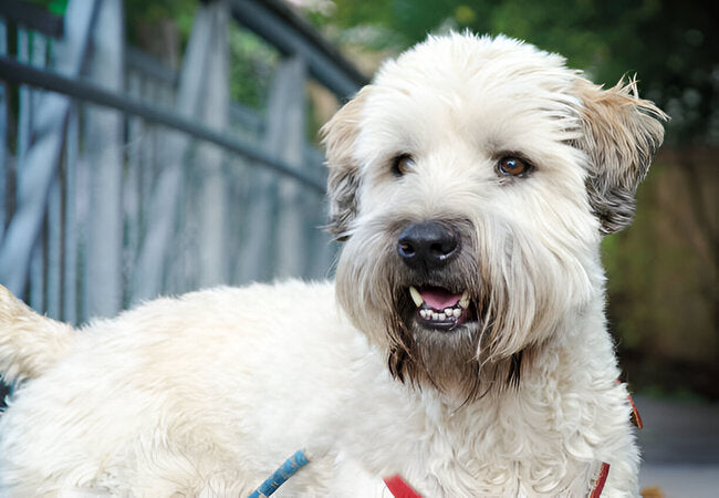 Soft-Coated Wheaten Terrier Guide 2025: Vet-Approved Care for Cheerful Dogs 🍀🐶