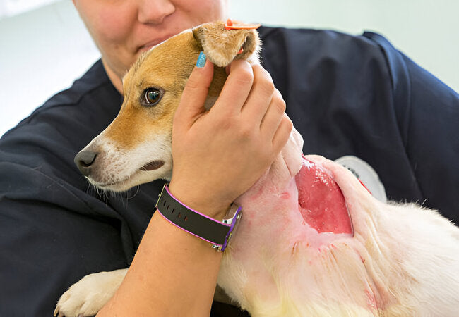 Soft Tissue Sarcoma in Dogs: 2025 Vet-Approved Care Guide 🐕🩺