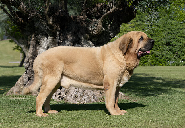 Spanish Mastiff Guide 2025: Vet-Approved Care for Gentle Giant Guardians 🐾🛡️