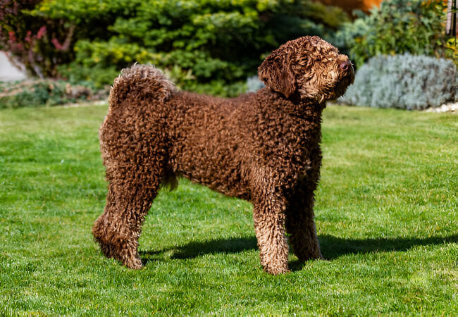 Spanish Water Dog Care: 2025 Vet-Approved Guide for Active Owners 🐕💦