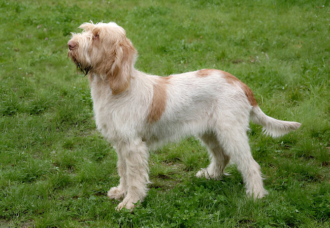 Spinone Italiano Guide 2025: Vet-Approved Care for Majestic Gundogs 🇮🇹🐾