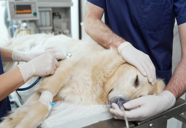 Splenectomy in Dogs 2025: Veterinary Guide 🩺🐾
