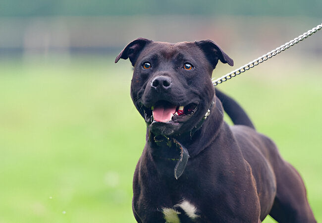 Staffordshire Bull Terrier Care: 2025 Vet-Approved Family Companion Guide 🐕❤️