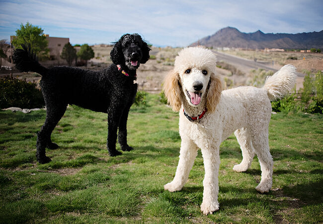 Standard Poodle Care: 2025 Vet-Approved Family Companion Guide 🐩🎓