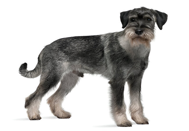 Standard Schnauzer Care: 2025 Vet-Approved Working Breed Guide 🐕🎩