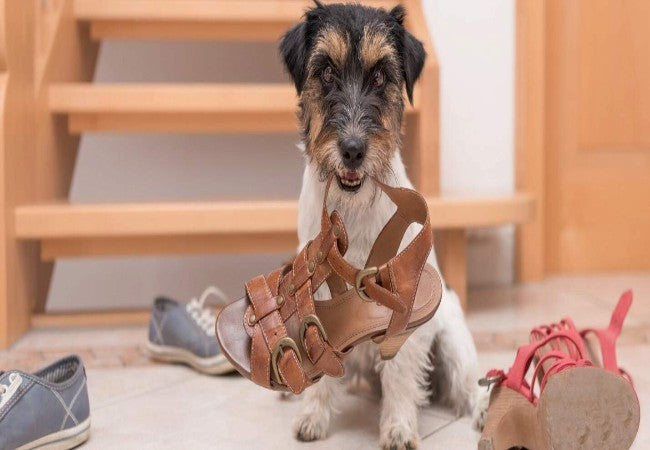 Stop Dog Chewing & Scratching 2025: Vet Guide to Training & Relief 🐾