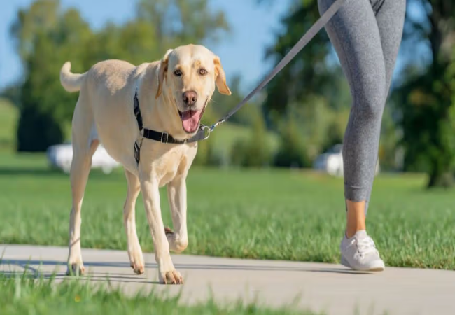 Stop Your Dog from Pulling on the Leash