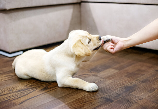 White Dog Breeds: 2025 Vet-Approved Care & Selection Guide 🐕❄️