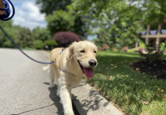 Summer Dog Walking Tips 2025: Vet Recommended Safety & Comfort Guide ☀️🐾