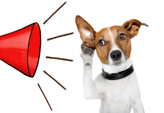 Surprising Things Your Dog Can Sense in 2025 – Vet‑Approved Guide 🐶🔍