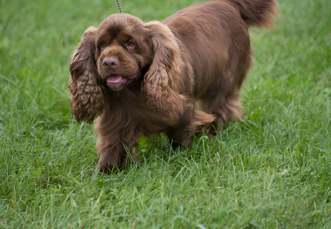 Sussex Spaniel Care: 2025 Vet-Approved Companion Guide 🐕❤️